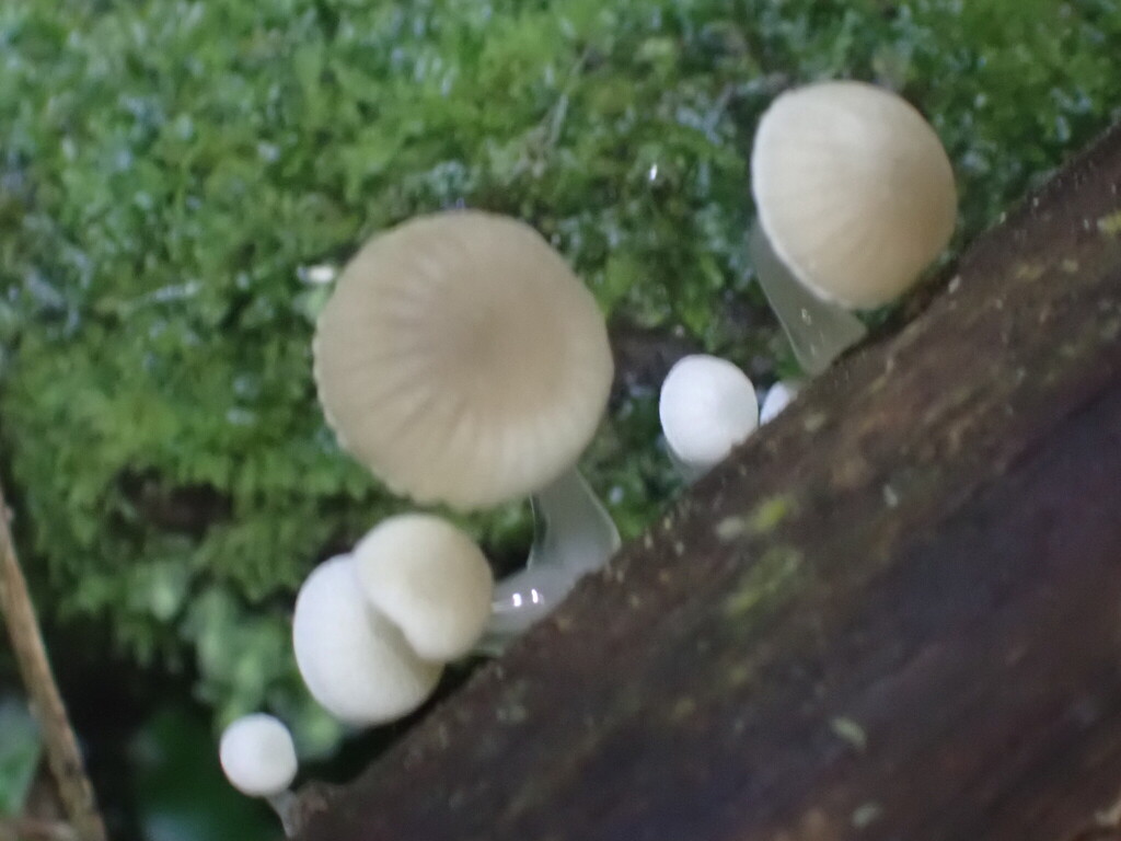 Roridomyces austrororidus · April 2025 · photo: © naturewatchwidow (iNaturalist, cc-by)