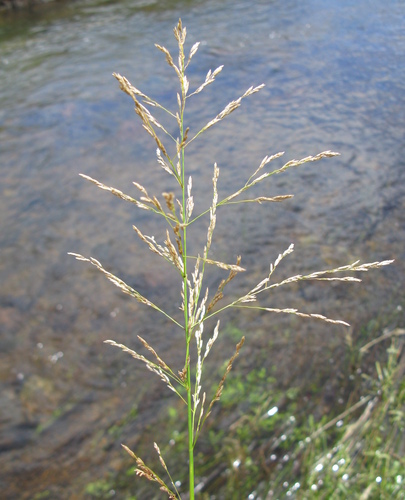 reed meadowgrass