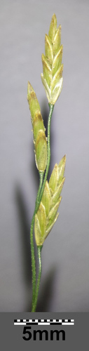 reed meadowgrass