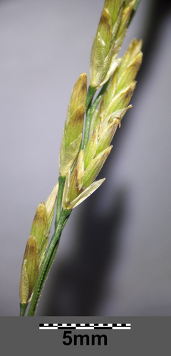reed meadowgrass