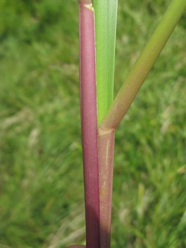 reed meadowgrass