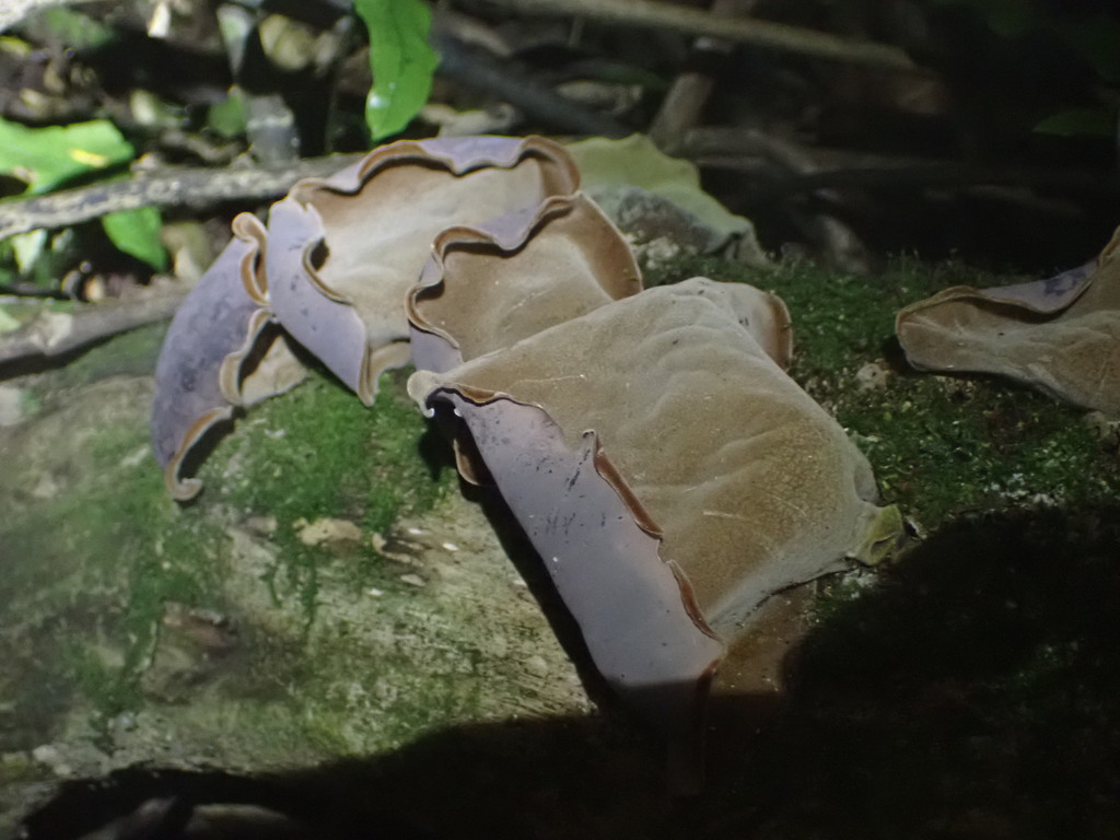 Auricularia cornea · April 2025 · photo: © naturewatchwidow (iNaturalist, cc-by)