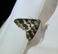 Eufidonia discospilata