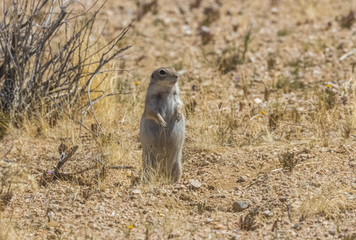 Mohave Ground Squirrel observed by christrent