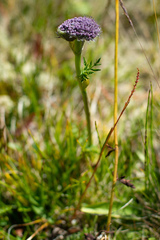 Sajanella monstrosa