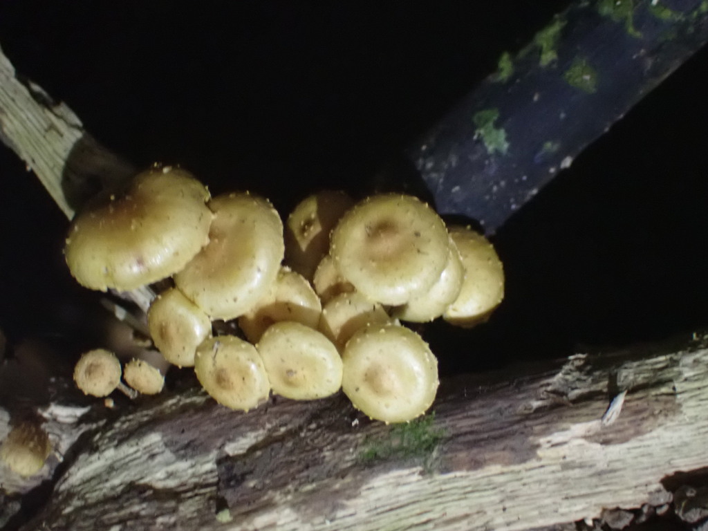 Pholiota subflammans · April 2025 · photo: © naturewatchwidow (iNaturalist, cc-by)