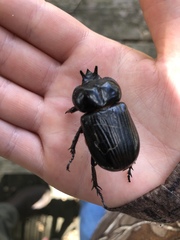 Phileurus