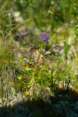 Sajanella monstrosa