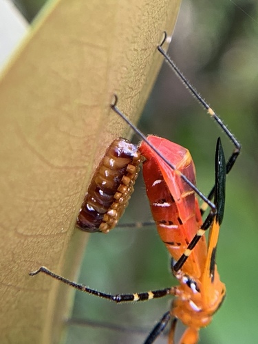 Milkweed Assassin Bug