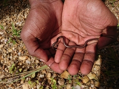 Epictia tenella