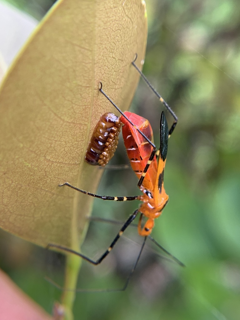 Milkweed assassin bug (Zelus longipes)