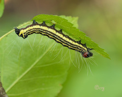 Acronicta radcliffei