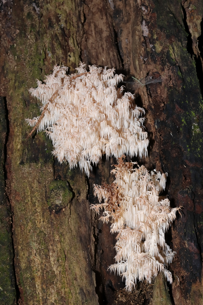 Hericium novae-zealandiae · April 2025 · photo: © haydenj (iNaturalist, cc-by)