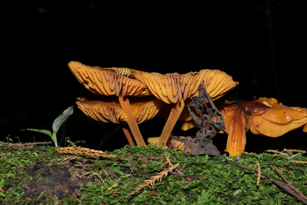 Heimiomyces velutipes