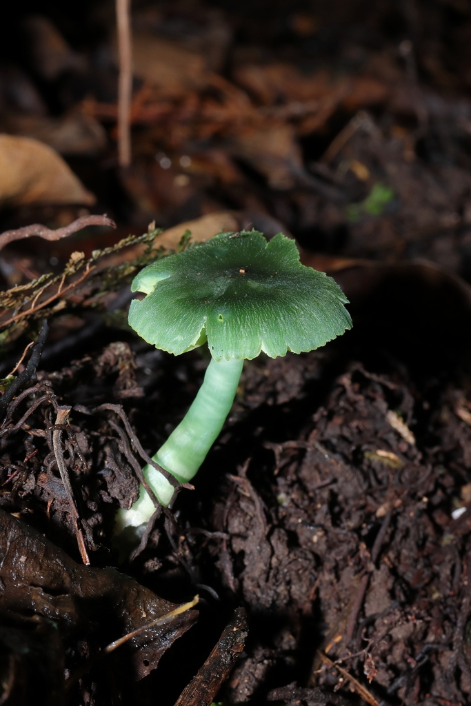 Humidicutis luteovirens