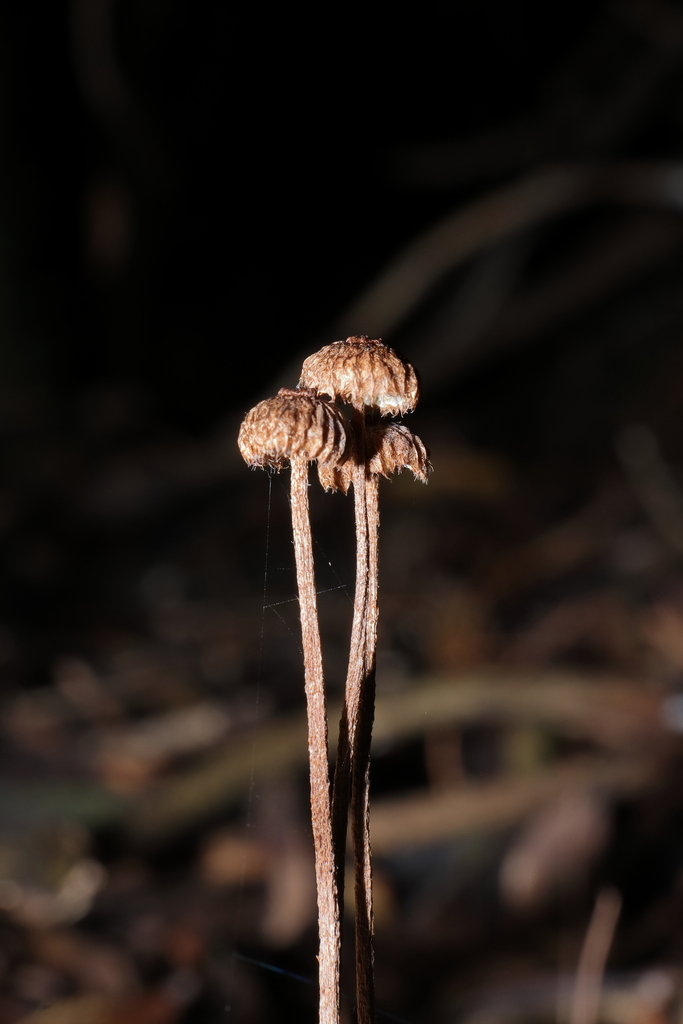 Crinipellis procera · April 2025 · photo: © haydenj (iNaturalist, cc-by)