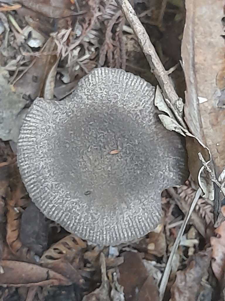 Amanita nehuta · April 2025 · photo: © mphnz (iNaturalist, cc0)