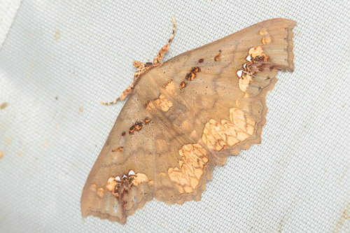 Lopharthrum comprimens (Walker, 1858)