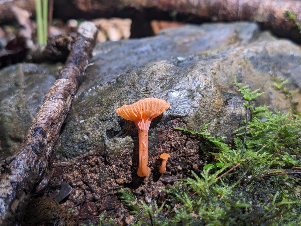 Cantharellus concinnus · April 2025 · photo: © ratbagplant (iNaturalist, cc-by)