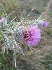 Cirsium eriophorum