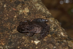 Bidoup Litter Toad photo 2