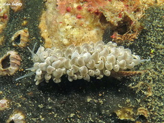 Phyllodesmium