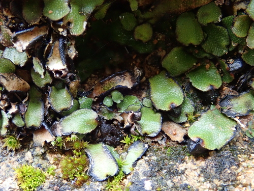 Image of Targionia hypophylla by (c) Christian Berg, some rights reserved (CC BY)