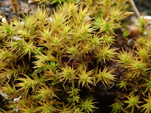 Image of Cheilothela chloropus by (c) Christian Berg, some rights reserved (CC BY)