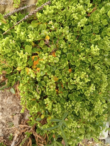 Foto de Não-me-esqueças