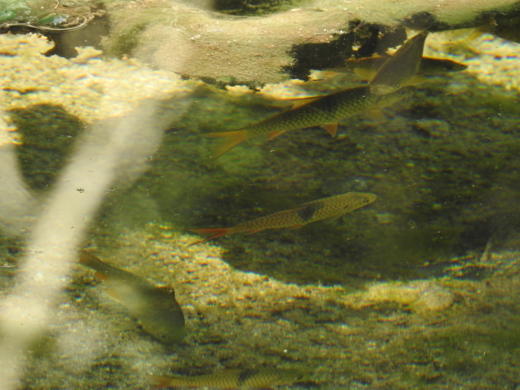 Hampala siamensis