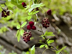 Akebia × pentaphylla
