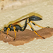 Mud-dauber Wasps - Photo (c) Peggy Romfh, some rights reserved (CC BY-NC), uploaded by Peggy Romfh