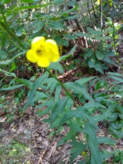 Aureolaria grandiflora
