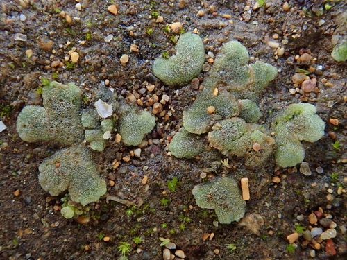 Image of Riccia crystallina by (c) Christian Berg, some rights reserved (CC BY)