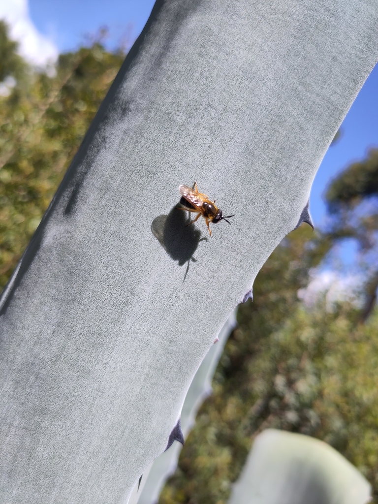Callicera rufa