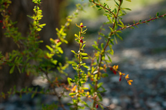 Berberis sibirica