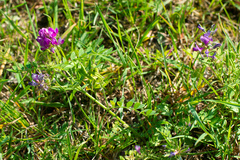 Astragalus davuricus