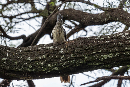 Levaillant's Cuckoo (Clamator levaillantii)