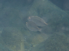 Pagellus acarne
