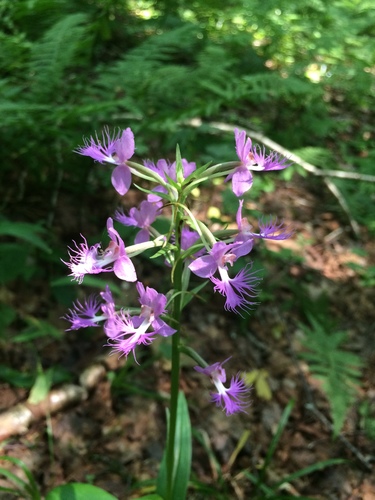 Greater purple fringed orchid (Platanthera grandiflora)