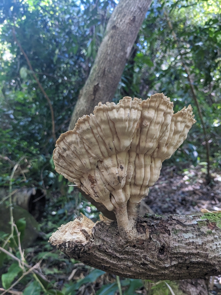 Cymatoderma elegans · April 2025 · photo: © ratbagplant (iNaturalist, cc-by)