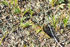 Gampsocleis sedakovii