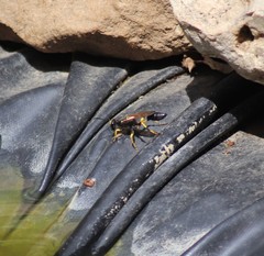 Sceliphron destillatorium