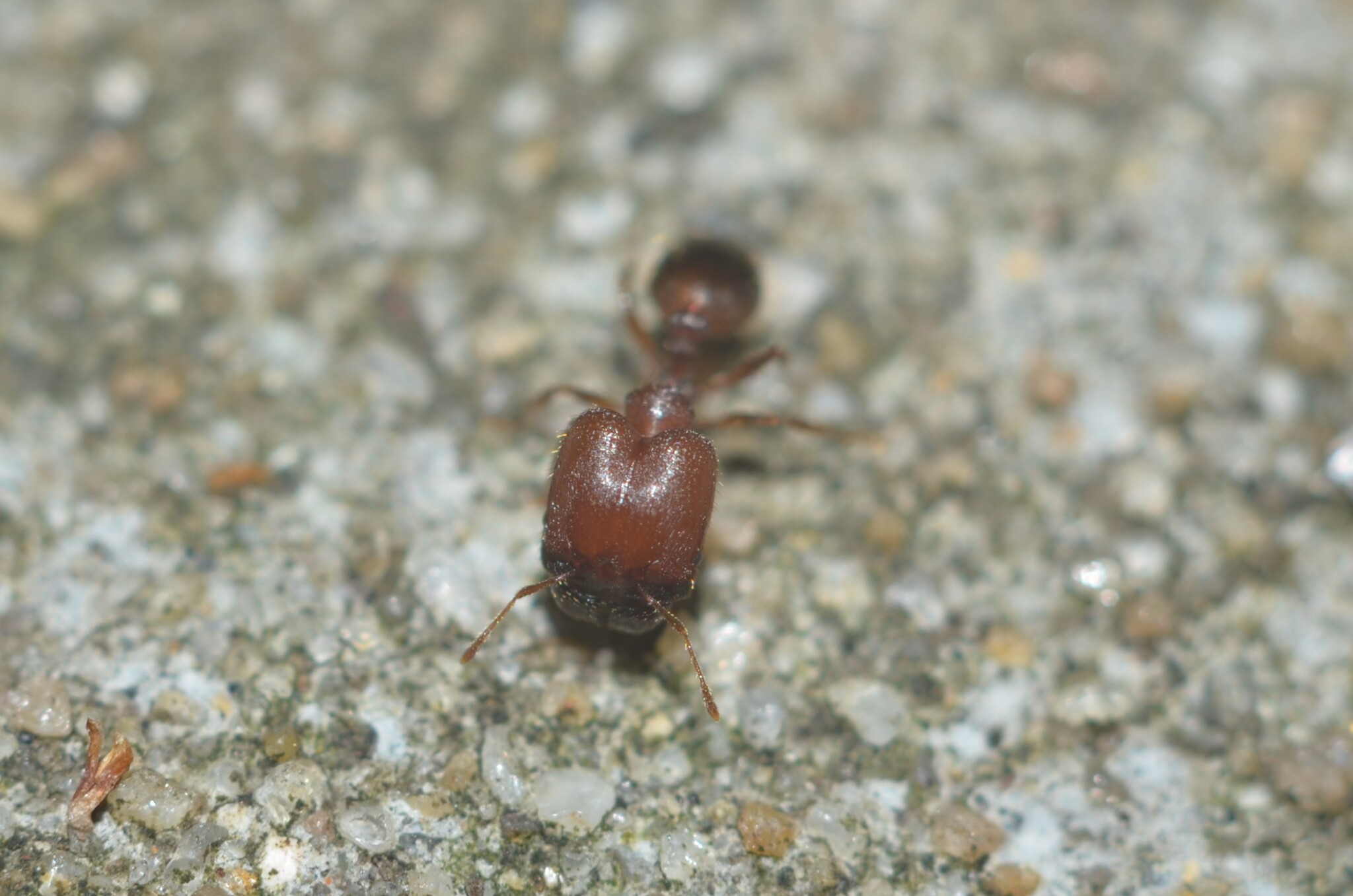 Pheidole bos