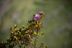 Rhododendron ledebourii