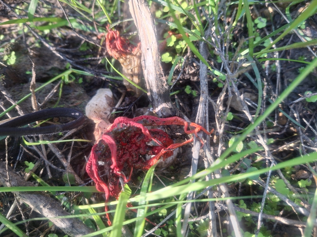 Aseroe rubra · April 2025 · photo: © jupal04 (iNaturalist, cc-by)