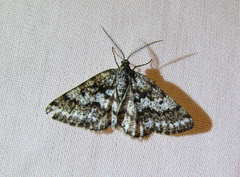 Eufidonia discospilata