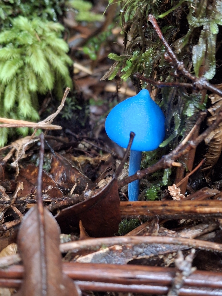 Entoloma hochstetteri · April 2025 · photo: © jupal04 (iNaturalist, cc-by)
