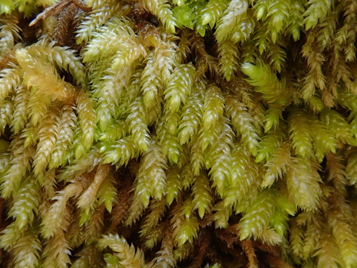 Glasswort Feather-moss (Scleropodium touretii)