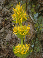 Gentiana lutea lutea